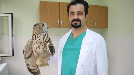 Elazığ'da vatandaşların bulduğu 'Kulaklı Orman Baykuşu' tedavi altına alındı