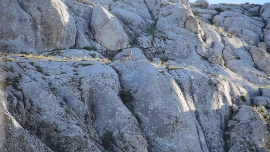 Elazığ Harput'ta Yavru Yaban Keçisi Görüldü