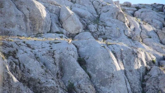 Elazığ Harput'ta Yavru Yaban Keçisi Görüldü
