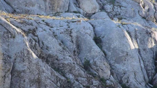 Elazığ Harput'ta Yavru Yaban Keçisi Görüldü
