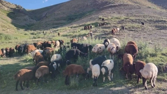 Elazığ'da yaylacılar dönüş hazırlığına başladı