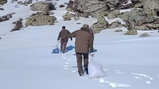 Elazığ'da yemleme çalışmaları sürüyor