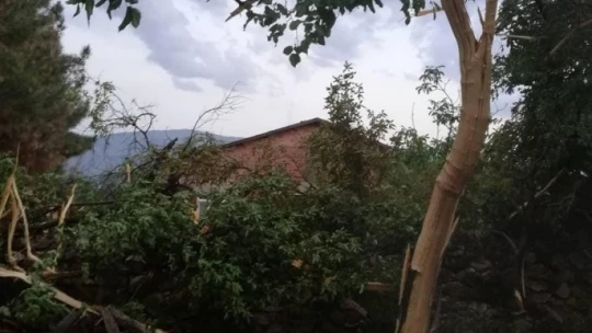 Elazığ'da yıldırımın düştüğü ağaç ikiye ayrıldı
