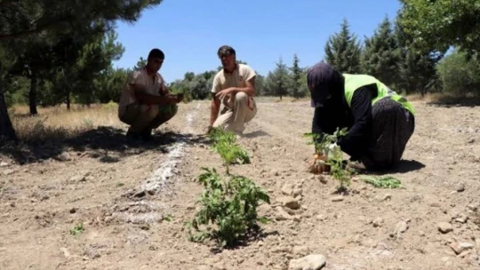 Elazığ Hipodromu'nda tıbbi aromatik bitki üretiminden ilk hasat yapıldı