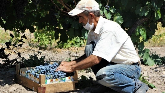 Elazığ'ın üzümde markası 'Hoşköy'de bağ bozumu heyecanı