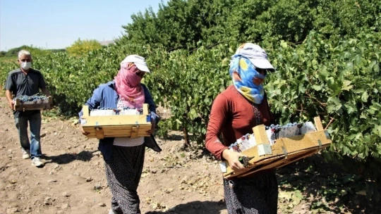 Elazığ'ın üzümde markası 'Hoşköy'de bağ bozumu heyecanı