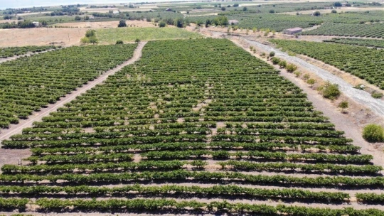 Elazığ'ın üzümde markası 'Hoşköy'de bağ bozumu heyecanı