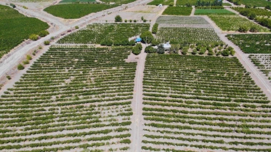 Elazığ'ın üzümde markası 'Hoşköy'de bağ bozumu heyecanı