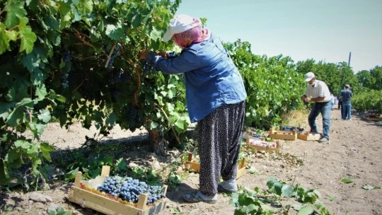 Elazığ'ın üzümde markası 'Hoşköy'de bağ bozumu heyecanı
