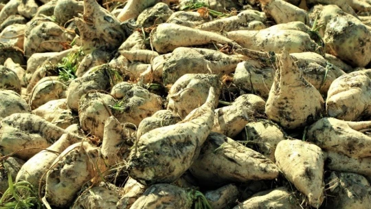 Elazığ Şeker Fabrikası pancar alım kampanyasını başlattı