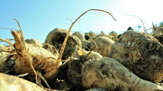 Elazığ Şeker Fabrikası pancar alım kampanyasını başlattı