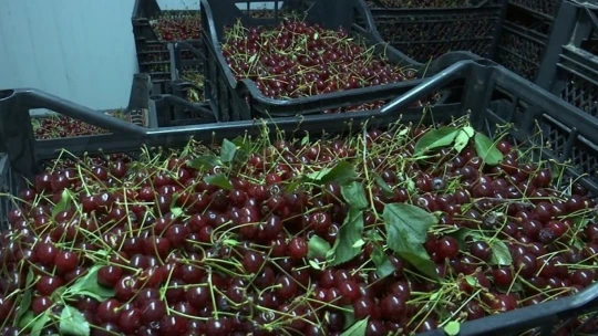 Elazığ vişnesi tescillendi