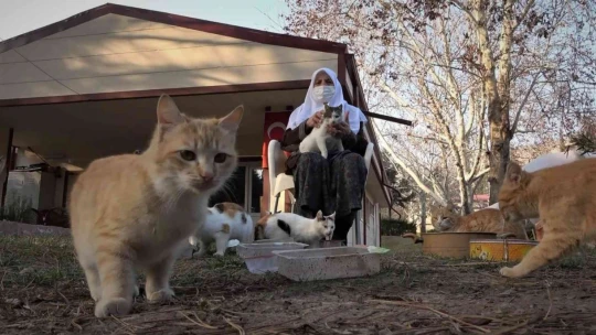 Keban'da Evinin Bahçesinde 30 Kediye Bakan Zahide Nineye İl Özel İdare Ekiplerinden Mama Desteği