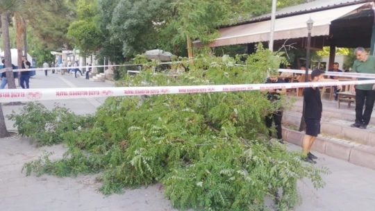 Elazığ'da Şiddetli Fırtına Ağaç Devirdi, 1 Kişi Yaralandı