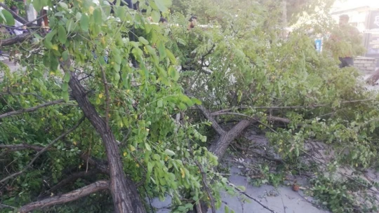 Elazığ'da Şiddetli Fırtına Ağaç Devirdi, 1 Kişi Yaralandı