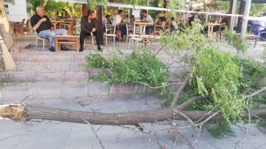 Elazığ'da Şiddetli Fırtına Ağaç Devirdi, 1 Kişi Yaralandı