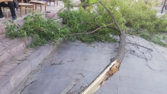 Elazığ'da Şiddetli Fırtına Ağaç Devirdi, 1 Kişi Yaralandı