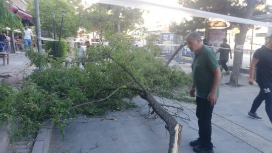 Elazığ'da Şiddetli Fırtına Ağaç Devirdi, 1 Kişi Yaralandı