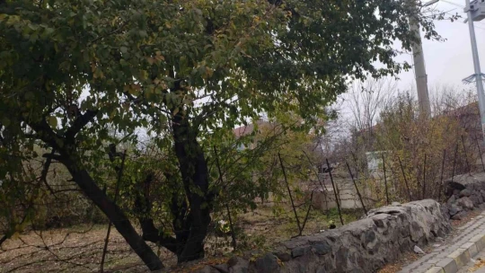 Görenler gözlerine inanamadı, 10 kiloluk kabak ağaçta yetişti