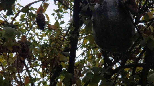 Görenler gözlerine inanamadı, 10 kiloluk kabak ağaçta yetişti