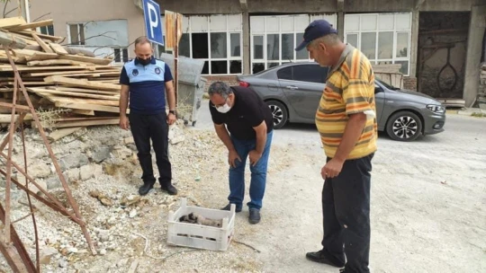 Gözleri açılmamış yavru köpekler, kasa ile ölüme terk edildi