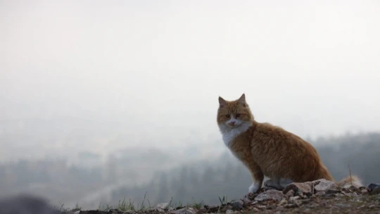 Harput'ta sis bulutlarının görsel şöleni