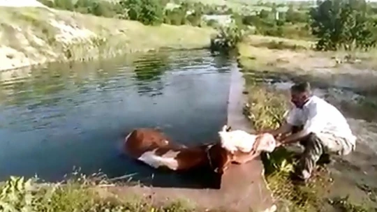 Baskil'de Havuza Düşen İneği Vatandaş Kurtardı
