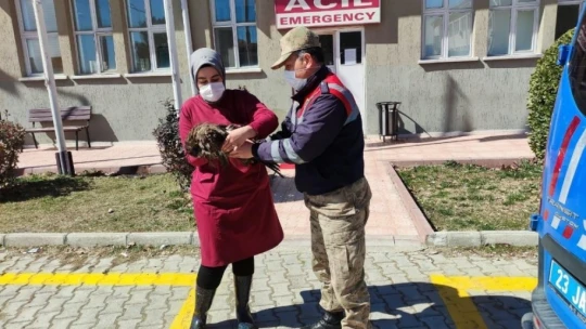 Jandarma bitkin haldeki şahine enjektörle su verip hastaneye ulaştırdı