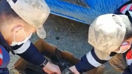 Jandarma bitkin haldeki şahine enjektörle su verip hastaneye ulaştırdı