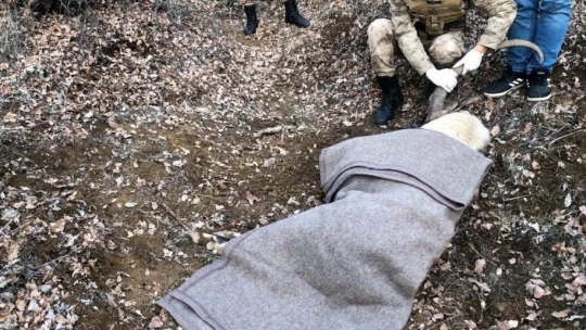 Jandarma ekipleri, yaralı dağ keçisi için seferber oldu