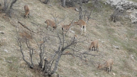Jandarma yaban keçilerine saman, balıklara drone ile ekmek bıraktı