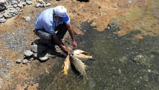 Kaçak avda kullanılan 2 bin metre ağ ele geçirildi, balıklar tekrar suya salındı