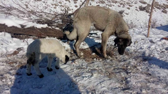 Kangal köpeği kuzunun süt annesi oldu