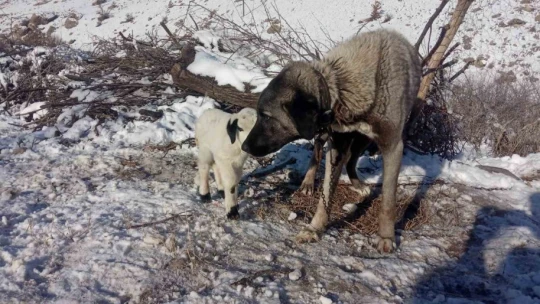 Kangal köpeği kuzunun süt annesi oldu