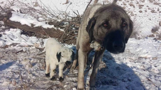 Kangal köpeği kuzunun süt annesi oldu