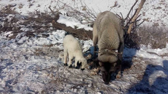 Kangal köpeği kuzunun süt annesi oldu