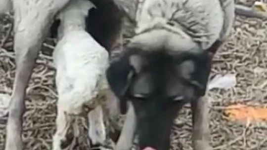 Kangal köpeği kuzunun süt annesi oldu