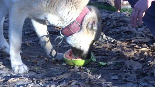 Kangal Köpeğinin Et Yerine Sebze Yediğini Gören Elazığlının Şiveli Tepkisi Güldürdü
