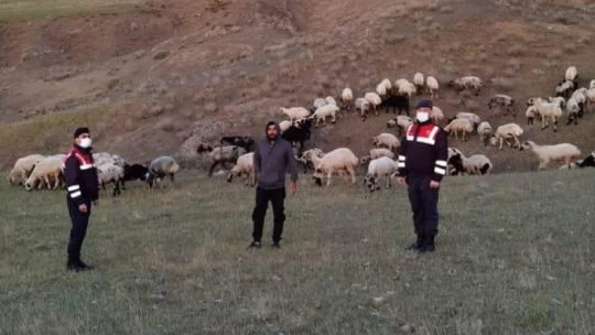 Kayıp sürü, jandarma tarafından drone ile bulundu