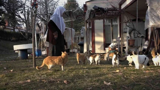 Keban'da Yaşayan Kedi Dostu Zahide Nine Yıllardır Kedilere Annelik Yapıyor