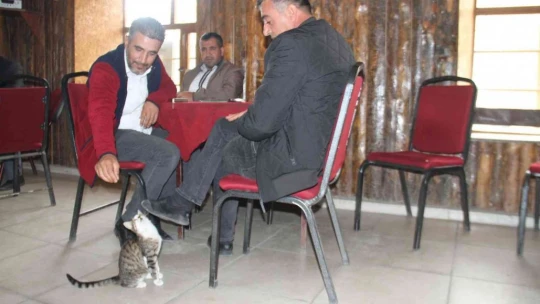 Kedi kahvehanenin maskotu oldu