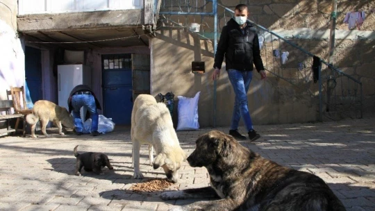 Kış geldi 850 hanelik köy 50'ye düştü, sokak hayvanları muhtara kaldı