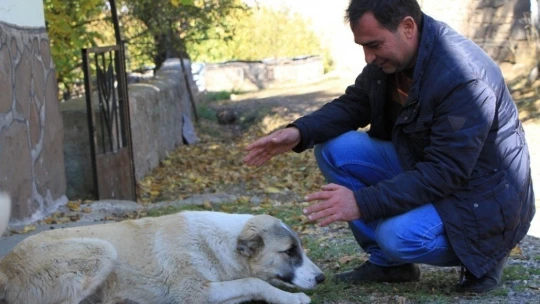 Kış geldi 850 hanelik köy 50'ye düştü, sokak hayvanları muhtara kaldı