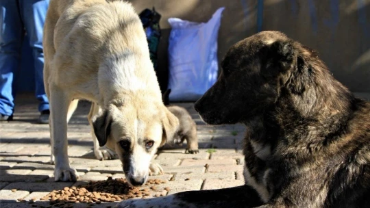 Kış geldi 850 hanelik köy 50'ye düştü, sokak hayvanları muhtara kaldı