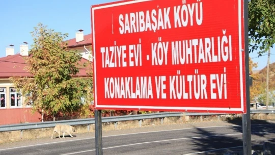 Kış geldi 850 hanelik köy 50'ye düştü, sokak hayvanları muhtara kaldı