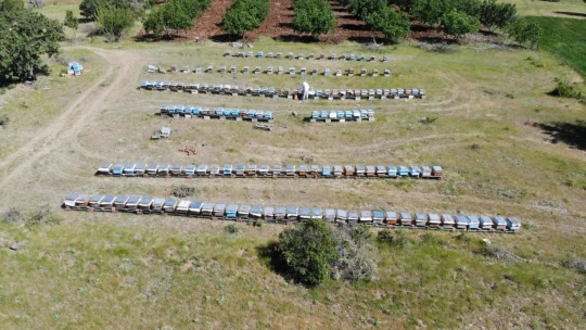 Kuraklık ve toz taşınımı arıcıları vurdu, son 10 yılın en kötü sezonu