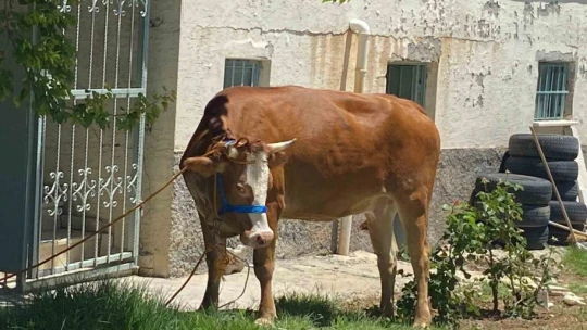Kurban Bayramının ilk 'kaçağı' Elazığ'dan: Kurbanlık inek sahibinin omurgasını kırıp kaçtı