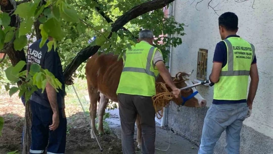 Kurban Bayramının ilk 'kaçağı' Elazığ'dan: Kurbanlık inek sahibinin omurgasını kırıp kaçtı