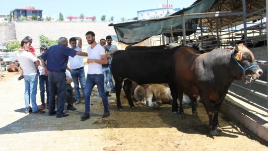 Kurban Pazarında 3'üncü gün yoğunluğu