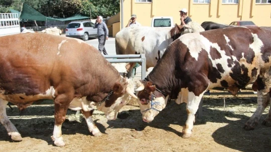 Kurban pazarında son gün yoğunluğu